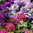 Květiny alissaum: vše, co potřebujete vědět o přistání, pěstování a odchodu 50+ fotografií